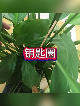 #钥匙扣 #钥匙扣推荐 #钥匙扣刀