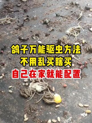 鸽子万能驱虫方法,不要乱买,自己在家就能轻松配置。#鸽子养殖 #赛鸽肉鸽 #肉鸽养殖 #养鸽人 #玉田聊养鸽