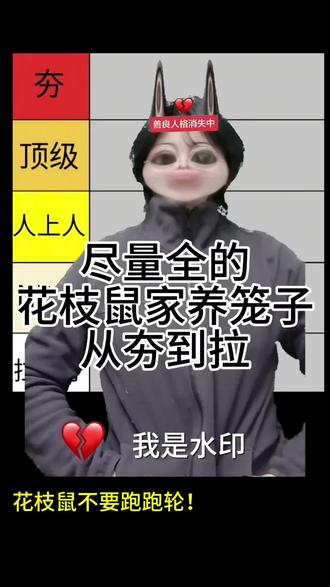 花枝鼠笼子从夯到拉#花枝鼠 #花枝鼠的日常 #从夯到拉 #花枝鼠笼子布置