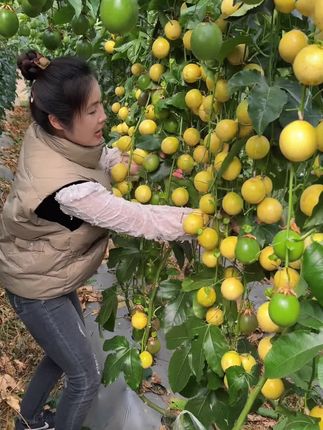 #口感特别好 #新鲜采摘