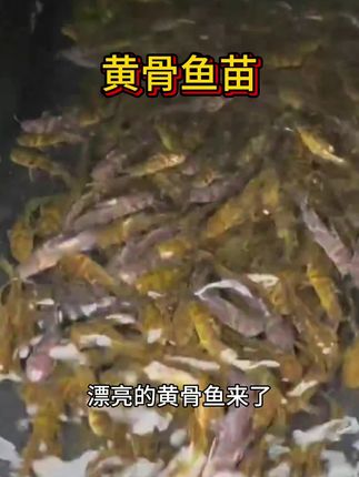 黄骨鱼苗,适应性强,生长周期短,养殖6个月就可以出塘,一年可以养两季,zui大可以长1.5斤重#黄骨鱼 #水产养殖 #三农养殖 #鱼苗 #水产人