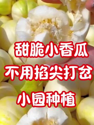 今年种甜瓜,就种点这个香甜瓜吧