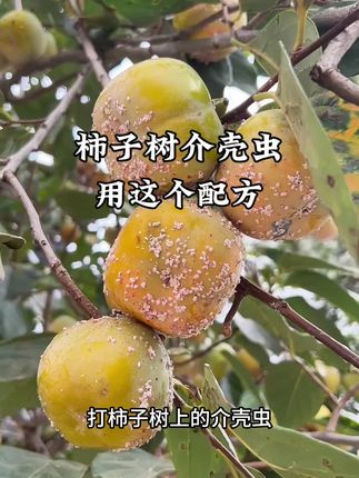 进入7月份,柿子树介壳虫还能不能打#柿子树蚧壳虫 #蚧壳虫 #柿子树种植 #果树管理