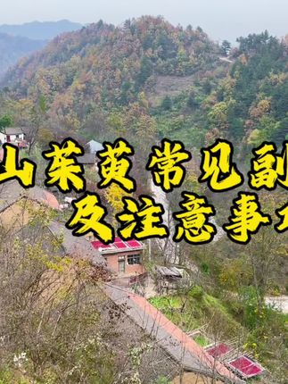 外行泡枸杞,内行泡茱萸。山茱萸虽然被神农本草经中列为上品,但是还有一些注意事项大家一定要注意,以免引起其他反作用呢。#健康养生 #山茱萸泡水 #山茱萸