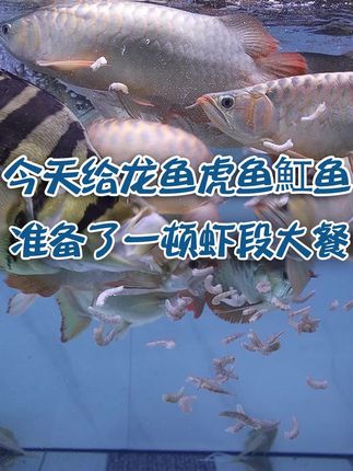 今天给龙鱼虎鱼魟鱼准备了一顿虾段自助餐,#养鱼 #龙鱼 #虎鱼 #皇冠 #鱼食