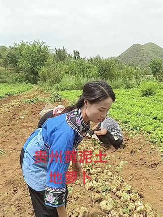贵州的地萝卜没有渣渣,吃起又脆又甜,嫩的,清脆爽口#贵州凉薯地瓜