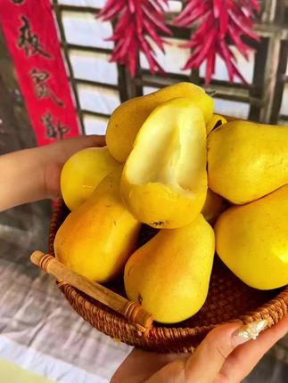熟好的香蕉梨简直是“梦中情梨”,冰淇淋一样的口感入口即化,软软的糯糯的香香的甜甜的汁水特别多~冰一下的话,就更好吃啦,但是一定要放黄了吃哦,绿色的时候很硬,不好吃啦#香蕉梨 #太婆梨 #啤梨 #巴梨