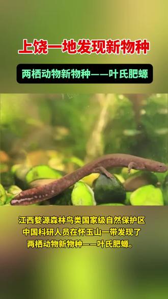 上饶发现新物种 #江西上饶 #新物种