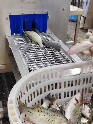 开背海鲈鱼4条,净重4斤