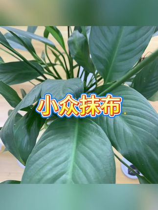 #小众布#布#毛巾