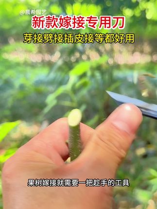 园林果树芽条嫁接刀,一把好的嫁接刀让你的果树成活率直接翻一倍#树木嫁接神器 #厂家直发品质保证 #果树嫁接 #园林工具