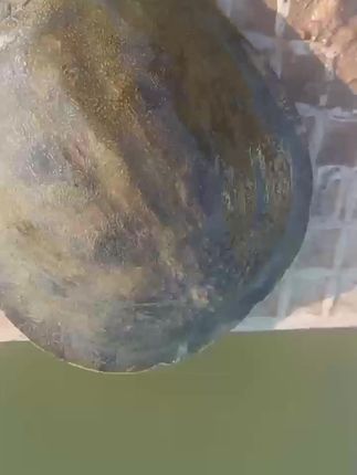 #甲鱼养殖 #甲鱼养殖技术 #龟鳖养殖 #水产养殖 #水产养殖技术
