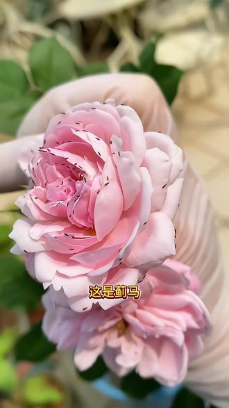 带你认识植物常见虫害及防治办法 #虫害 #植物虫害防治 #虫害防治 #花卉绿植 #园艺