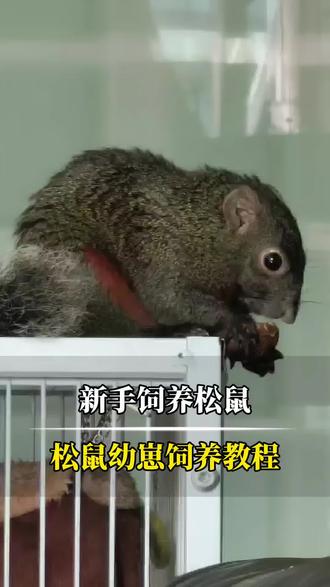 松鼠幼崽好养活吗?松鼠饲养教程!#宠物知识 #养宠知识 #神奇动物在抖音 #宠物科普