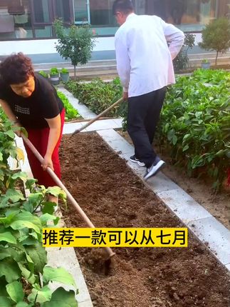 这是一款可以从7月种到12月的蔬菜品种#紫罗兰油菜 ,营养丰富种植简单#阳台小院均可种植 #种植技巧 #蔬菜种植