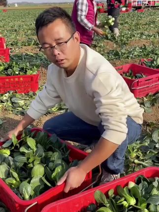 上霜矮脚青菜美味无比烹香扑鼻口感软糯超好吃#苏州青#矮脚青#谁懂这一口的好吃程度 #青菜