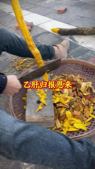 用肝苏泡水喝可以帮助缓解轻度肝损伤