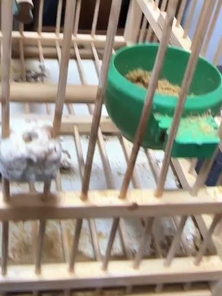 小鸟拉水便的主要原因 吃了发霉的料和喝了泡鸟屎的水 料要常翻 水要常换#养鸟日常#黄豆鸟食 #黄藤鸟 #养鸟经验分享 #黄豆鸟 @DOU+小助手@鸟歌有粮鸟食