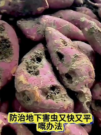 搞定地下害虫,不要用撒施型的杀虫剂,花生红薯地下害虫用叶面喷雾的方法直接搞定,#花生蛴螬 #地下害虫#地下害虫防治#病虫害防治 #农业种植