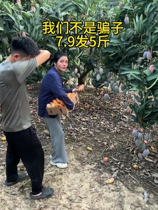 #贵妃芒