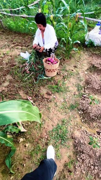 农场里菜友今天收获洋葱,快乐种植快乐收获。#上热门 #我的种植生活日记 #收获的快乐 #一份耕耘一份收获