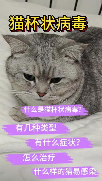 猫杯状病毒感染详细解说,看这个视频就懂了。#真实生活分享计划 #宠物科普 #养猫人 #养猫日常 #养猫新手