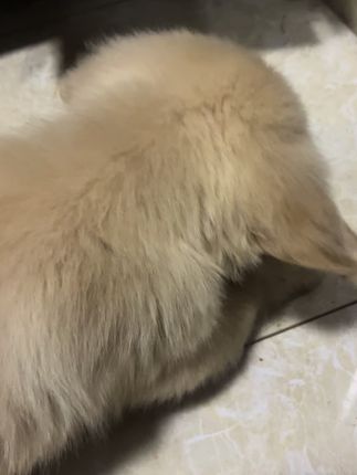 沈载猪单挑磨牙棒中#恶犬 #猛兽 #狗狗狗狗