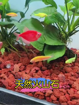 家人们,天然火山石闭眼囤!多孔结构超能打,放鱼缸里能净化水质、稳定PH值,还是鱼儿的“游乐场”。铺花盆里透气保水,防止烂根,植物长得旺。颜色自然古朴,装饰鱼缸花盆都好看。天然环保无异味,养鱼养花必备,赶紧囤起来!#火山石 #养鱼日记 #鱼缸里的大自然 #新手养鱼 #在抖音入手的好东西