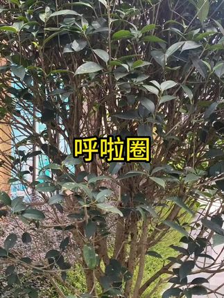 【五代真静音】全新升级软弹簧加重涤纶不伤衣全包裹呼啦圈#呼啦圈 #不伤衣呼啦圈 #静音呼啦圈