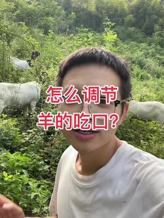 如何给羊健胃? #给羊健胃 #健胃散 #瘤胃宝 #养羊技术 #养羊