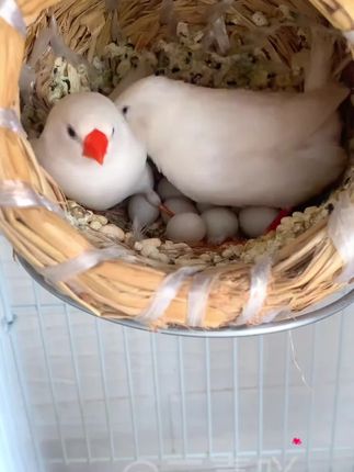 #鸟粮 @DOU+小助手