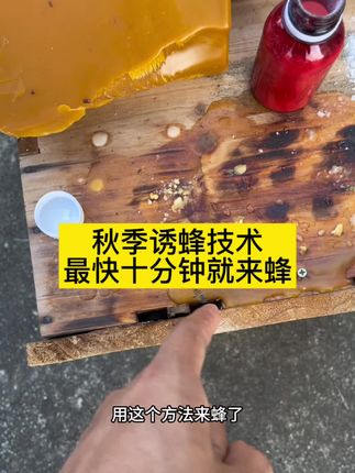 秋季诱蜜蜂技术 最快当天操作当天就可以来蜜蜂!蜂蜡加一物来蜂更快!#诱蜂香精 #秋季诱蜂