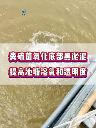 #鱼耀 粪硫菌 一袋3亩,干撒,净化底部黑臭淤泥,净化水质,底部环境干净#鱼虾蟹养殖 #粪硫菌