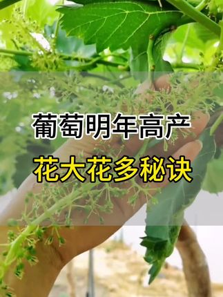 想要葡萄明年花多果多,开花多,坐果好,就用这个促花高产配方#促进花芽分化 #促花肥 #葡萄高产 #葡萄高产种植 #促花芽分化