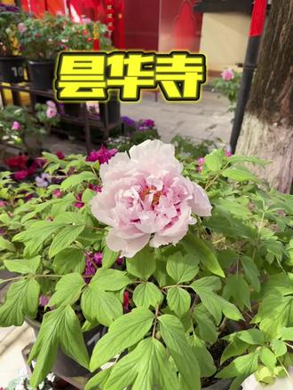 #牡丹花展
#昙华寺
#昙华寺牡丹花展
#想去云南的心达到巅峰,今年的牡丹花真的很美