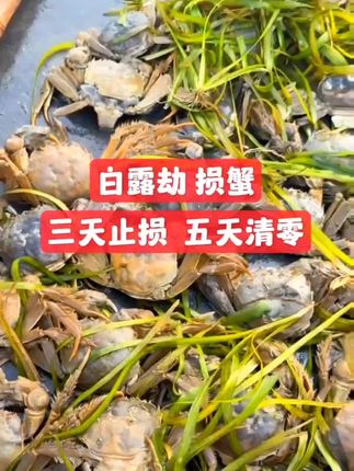 白露劫损蟹,三天止损,五天清零#螃蟹养殖 #水产养殖 #大闸蟹养殖 #河蟹养殖 #鱼虾蟹养殖