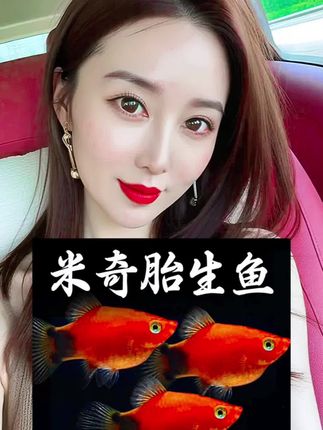 #养鱼人 #强烈推荐 #观赏鱼 #鱼儿水中游