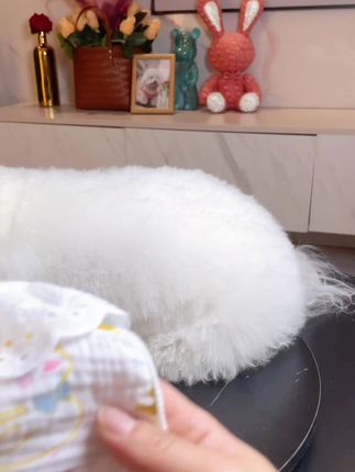 #萌宠 #铲屎官的乐趣 #我和我的狗