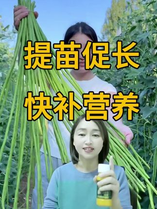 豆角营养跟不上,尖尾 鼓籽 空泡,快速补充营养#种植小技巧 #豆角种植技术 #黄苗弱苗 #冻害