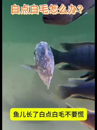 #白点白毛粉 #观赏鱼 #养鱼日记