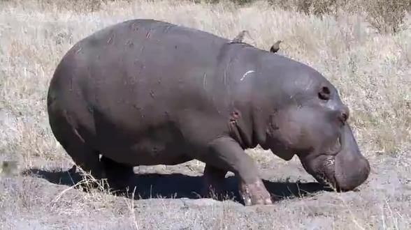 为爱而战,身体被捅出血洞!这只河马的“恋爱脑”让我看傻了……#动物 #动物科普 #动物解说 #神奇动物在抖音 #河马