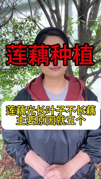 莲藕光长叶子不长藕 主要原因就五个#莲藕 #莲藕种植#农业#三农#种植小技巧