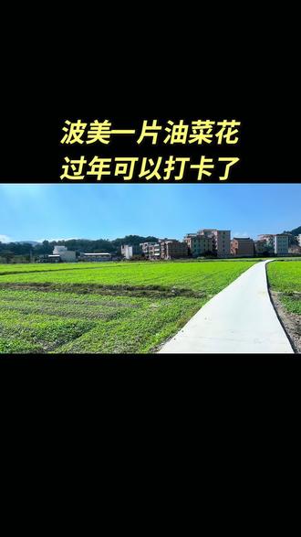 #上热搜 #美丽的家乡田园风光
波美村油菜花