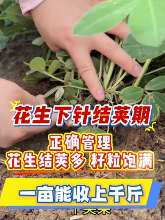 #花生种植技术#农业种植#花生增产技术