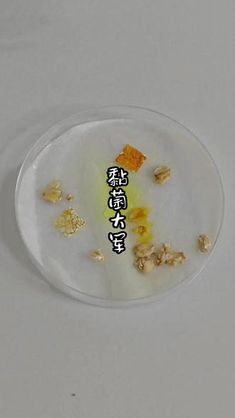 组建黏菌大军#黏菌 #新奇的宠物