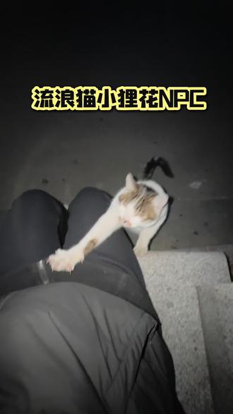 我菠萝吹咪本可以浪迹天涯 直到遇见你梨花咪#分享文案 #分享我的小猫文学 #无风格小众文案 #文案分享 #救助动物