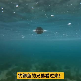 鲫醉鲤狂聚鱼快,吃口猛,留鱼久!黑坑爆护神器!#黑坑钓鱼#钓鲫鱼#钓鲤鱼#鲫醉鲤狂