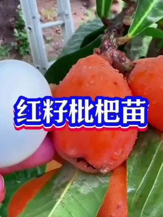 超大无核枇杷苗,红皮红肉, 南方北方盆栽地栽均可种植,四季常青,好成活好管理,#正宗五星枇杷树苗@DOU+小助手