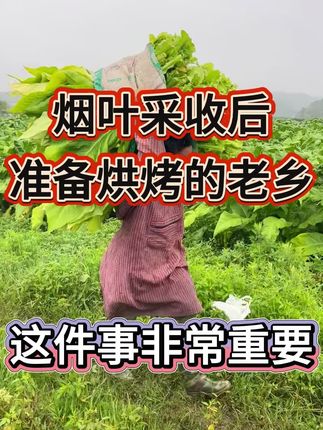烟叶采收后,准备烘烤的老乡,这件事非常的重要,#优必星红钾#满炉金#烤烟种植技术与管理 #三农#烤烟烘烤