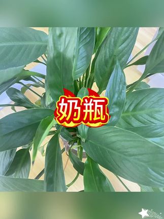 #奶瓶#翻盖奶瓶 #防摔奶瓶